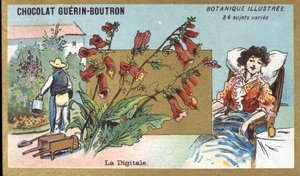Det digitale. Gravering (chromo). Reklamekromolitografi for Guerin-Boutron-chokolader, slutningen af det 19. århundrede. Illustree Botanisk Serie. af Anonymous Anonymous