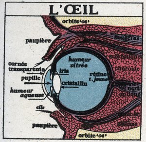 Øjet: tværsnit af et menneskeligt øje. Anonym illustration fra 1925. Privat samling. af Anonymous Anonymous