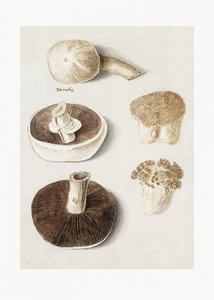 Almindelig engsvamp, Agaricus campestris, stående af Anselmus Boëtius de Boodt
