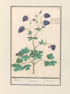 Akelei (Aquilegia) Akeleijen. / Aquilegia. / Aucolied (titel på objekt) af Anselmus Boëtius de Boodt