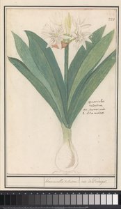 Amaryllis (Hippeastrum) heromocallis Valentina / iris fra Portugal (titel på objekt) af Anselmus Boëtius de Boodt