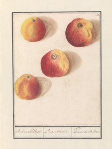 Æble (Malus domestica) Boheme appel. / Poma Bohemica. / Pomme de Bohême (titel på objekt)