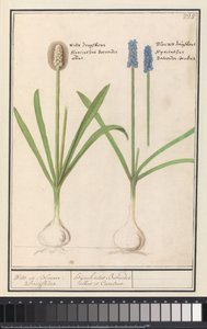 Druehyacinter (Muscari botryoides) Hvide og blå Druijfkens. / Dhijachintus Botroides. albus et coeruleus (titel på objekt) af Anselmus Boëtius de Boodt