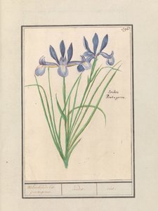 Blå iris (Iris sibirica) Sødduftende orris. portugisisk. / iriderer. / iris. (titel på objekt) af Anselmus Boëtius de Boodt