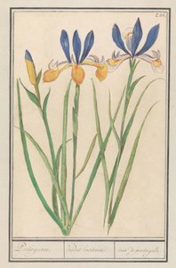 Blauwgele lis (sibirisk iris) portugisisk / Lusitanske regnbuer / iris fra portugal (titel på objekt) af Anselmus Boëtius de Boodt