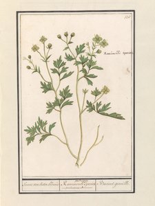 Smørblomst (Ranunculus) Arter af ranunkel / Ranunculi palustris Arter. / Bacinet genoille. (titel på objekt)