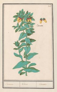 Cerinthe (Cerinthe major) Krav. / Krav. / Krav. (titel på objekt)