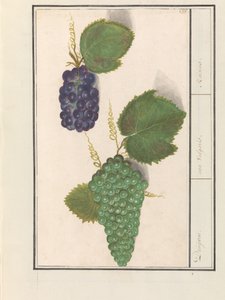 Druif (Vitis vinifera) Druijven. / uva Vulgaris. / Rosiner (titel på objekt) af Anselmus Boëtius de Boodt