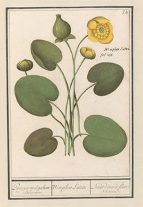 Gul floppy (Nuphar lutea) Pumper med gule blomster. / Nimphea Lutea. / Lunet d