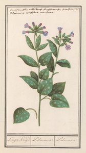 Plettet lungeurt (Pulmonaria officinalis) Længere krydderi. / Pulmonaria. / Pulmonal. (titel på objekt)
