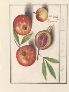 Granatæble (Punica granatum) Grenaert Æbler. / Mala Punica. / Granater. (titel på objekt)