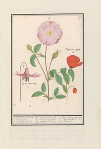 Hundetand (Erythronium), vild rose (Rosa) og en valmue (valmue) 1. Kun Bosch rose. 2. hundestativ. 3. Kankel Bloeme. / 1. Rosa Silvestris. 2. Dens Canisus 3. Valmue Rheas. / 1. Rose de bois gratte cul 2. Dent de Chien. 3. Pavot. (titel på objekt) af Anselmus Boëtius de Boodt