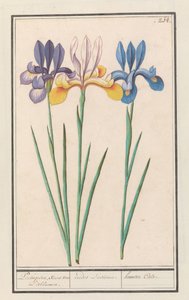 Iris (Iris siberica) portugisisk, ligesom van Lisbloemen. / irider Lusitanae. / hemero Cale. (titel på objekt) af Anselmus Boëtius de Boodt