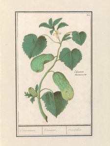 Komkommer (Agurk sativa) Komkommer. / Agurk. / Cornichon. (titel på objekt)