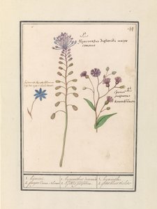 Kuifhyacint (Muscari comosum) en korenbloem (Centaurie) 1. Kapring 2. lilla Coorn Bloeme / 1. hyacint dioscorides. En smuk borgmester. 2. Cajanus lilla. / 1. hyacint 2. petit bluet violet (titel på objekt) af Anselmus Boëtius de Boodt
