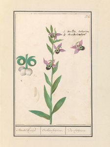 Leende humlebiorkidé (Ophrys bombyliflora) og anemonen (Anemone) | Laughing Bumblebee Orchid (Ophrys bombyliflora) Laughing Bumblebee Orchid (Ophrys bombyliflora)