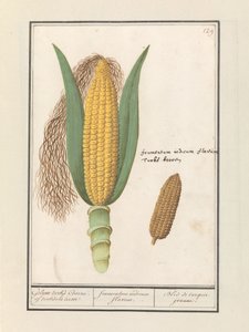 Majs (Zea mays) Geluwe turks Coorne. af turksche terwe / gul indisk majs / Bled de turquie jeaune (titel på objekt) af Anselmus Boëtius de Boodt