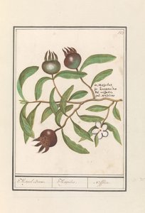 Mispel (Mespilus germanica) Medlar træ. / Mespilus. / Nefflier (titel på objekt)