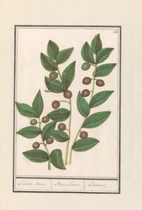 Oliven (Olea europaea) Laurbærtræ. / Bacca Laurus. / Laurel (titel på objekt) af Anselmus Boëtius de Boodt
