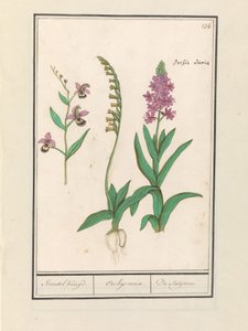 Orchididae (Orchidaceae) Stendhal krydsede. / Orchaeus tur. / du satijrion. (Total på objekt)