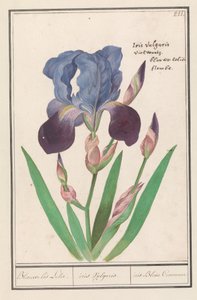 Lilla iris (Iris germanica) Blå Iris Lily. / iris Vulgaris. / iris Blue Commune (titel på objekt)