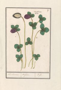 Rødkløver (Trifolium pratense) Klee Claevers. / Trifolium. / Trefle (titel på objekt) af Anselmus Boëtius de Boodt