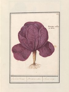 Rødkål (Brassica oleracea convar. capitata var. rubra) Rød Cauwel. / Brassica rubra. / Choux rouge (titel på objekt) af Anselmus Boëtius de Boodt