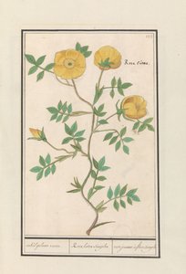 Rose (Rosa) enkelt gul rose. / Rosa lutea simplex / rose jeaune à fleur simple (titel på objekt) af Anselmus Boëtius de Boodt
