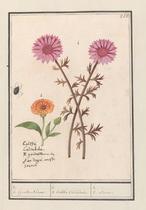 Lyserød blomst (ukendt) og morgenfrue (Calendula officinalis) 1. 2. Gyldne Blomster. / 1. 2. Caltha Calendula. / 1. 2. Soucie. (titel på objekt) af Anselmus Boëtius de Boodt