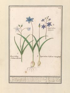 Sterhyacint (Scilla) 1. Witte er jesterinde i går. 2. Twee blaerigen hijacint. 3. De kaprede i går. / 1. Hyacinthus Stellaris albicans 2. Hyacinthus bifolius Theophrastus 3. Hyacinthus Stellaris. / 1. hyacint Etoilée 2. hyacint a 2 feuille 3 hijac af Anselmus Boëtius de Boodt