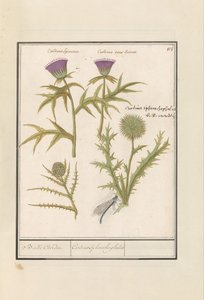 Tidsel (Carduus) og Koglen (Cynara cardunculus) Distel (Thistle) en artisjok (Cynara cardunculus) Boll Caerden / Cardius Spheroche-phalus (titel på objekt)