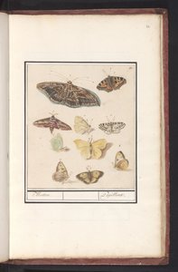 Sommerfugle og møl møl. / Papillons (titel på objekt) af Anselmus Boëtius de Boodt