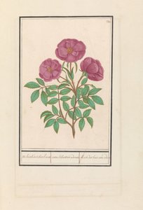 Wilde roos (Rosa) Welriekende bosch roose / rosa silverstris adorata. / Skovrose med lugt (titel på objekt) af Anselmus Boëtius de Boodt