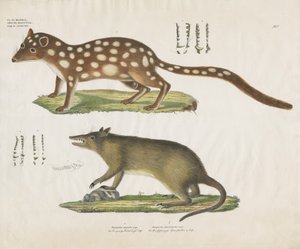 Australske pungdyr med anatomiske detaljer (håndkoloreret litografi) af Anstalt Arnz & Co.