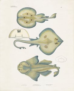 Strålearter fra ordenen Rajiformes (håndkoloreret litografi) af Anstalt Arnz & Co.