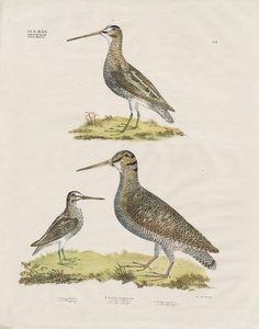 Snipe Species (håndkoloreret litografi) af Anstalt Arnz & Co.