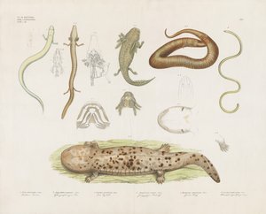 Forskellige amfibier og anatomiske studier (håndkoloreret litografi) af Anstalt Arnz & Co.