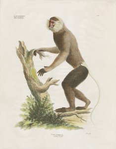 Hvidmundet kapuciner på en træstamme (håndkoloreret litografi) af Anstalt Arnz & Co.