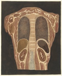 Anatomisk undersøgelse af organerne i brystet, set bagfra