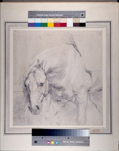 Hoved og forpart på en grå hest (sort kridt forhøjet med hvidt på papir) af Anthony van Dyck