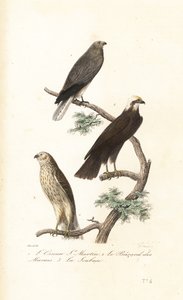 Hønsehøne, sumphøge og Montagushøge. af Antoine (after) Chazal