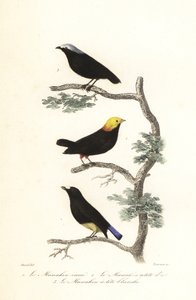Manakin art. af Antoine (after) Chazal