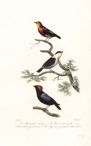 Manakin art. af Antoine (after) Chazal