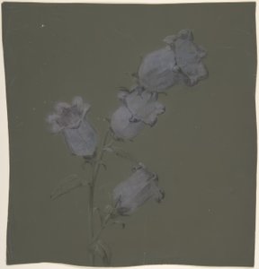 Spray af Canterbury Bells af Antoine Berjon