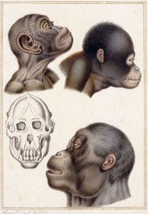 Kraniet af en pongo af Antoine Charles Vauthier