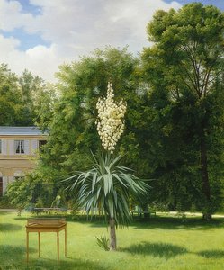 En yucca palme i Neuilly Park. 1845