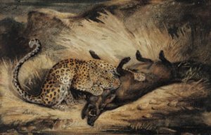 Leopard æder et vildsvin.