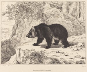 Mississippi Bjørn, 1836.