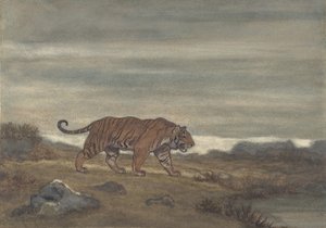 Tiger nærmer sig pool, 1810-75.