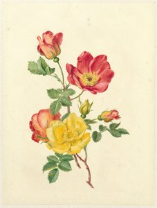 Kvist af vilde roser af Antoinette Luden